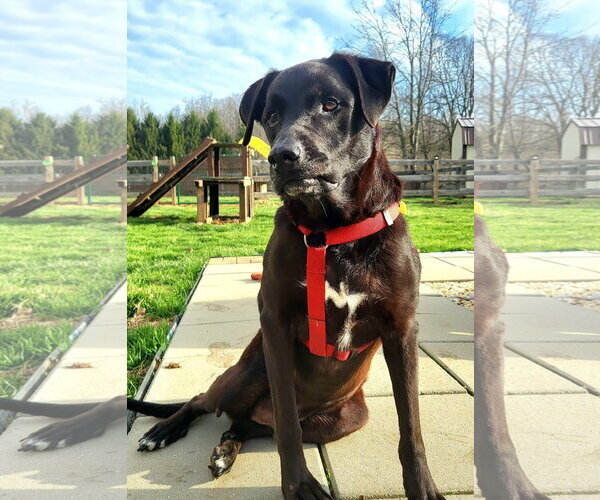 Medium Photo #12 Labrador Retriever-Unknown Mix Puppy For Sale in Germantown, OH, USA
