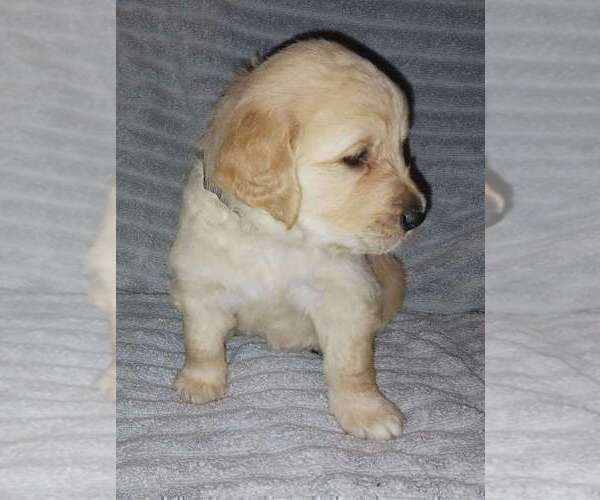 Medium Photo #3 Golden Retriever Puppy For Sale in HECTOR, AR, USA