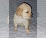 Small Photo #3 Golden Retriever Puppy For Sale in HECTOR, AR, USA