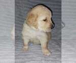 Small #2 Golden Retriever