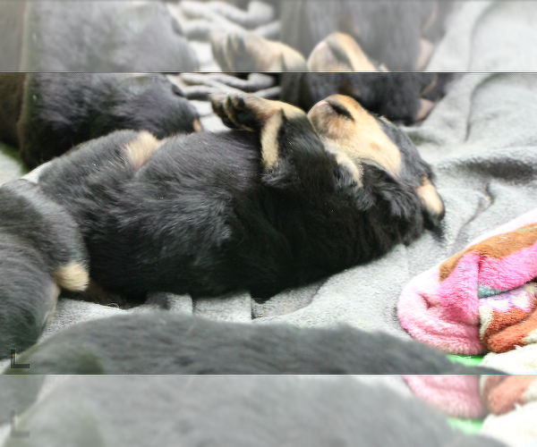 Medium Photo #7 Rottweiler Puppy For Sale in ROSEBURG, OR, USA