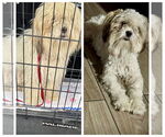 Small #7 Shih Tzu Mix