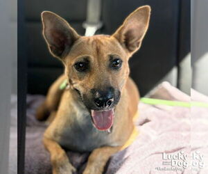 Mutt Dogs for adoption in Washington, DC, USA