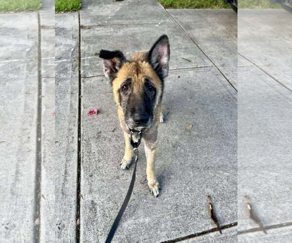 Medium Photo #4 German Shepherd Dog Puppy For Sale in Plantation, FL, USA