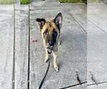 Small #3 German Shepherd Dog