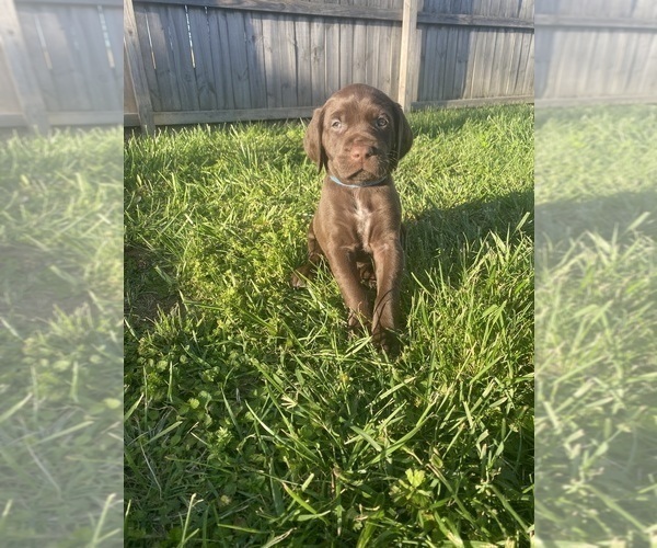 Medium Photo #7 German Shorthaired Pointer Puppy For Sale in FRANKLIN, KY, USA