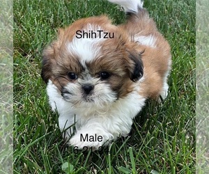 Shih Tzu Puppy for sale in SILEX, MO, USA