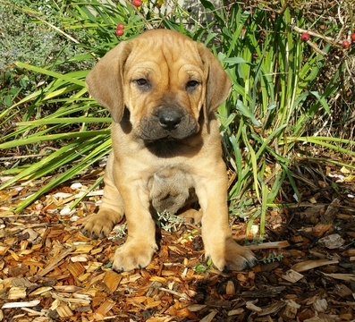 View Ad: Brazilian Mastiff Puppy for Sale near Oregon, ESTACADA, USA ...