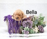 Small #6 Golden Retriever