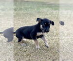 Small #4 Mutt
