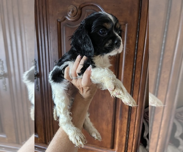 Medium Photo #1 Cavalier King Charles Spaniel Puppy For Sale in CENTURIA, WI, USA