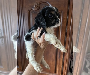 Cavalier King Charles Spaniel Puppy for sale in CENTURIA, WI, USA