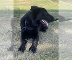 Small #5 German Shepherd Dog