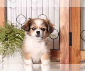 Shinese Puppy for sale in NAPLES, FL, USA