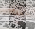 Small Photo #6 Shiba Inu Puppy For Sale in RIVERSIDE, CA, USA