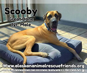 Great Dane Dogs for adoption in Anchorage, AK, USA