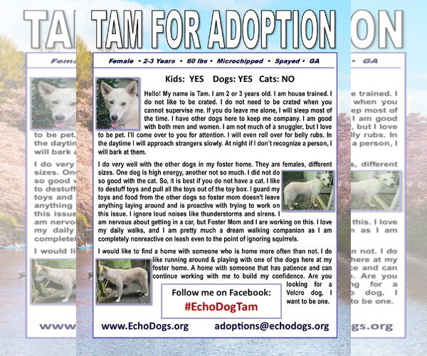 Medium Photo #3 - Mix Puppy For Sale in Hoffman Estates, IL, USA