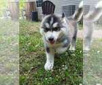 Small Photo #11 Wolf Hybrid Puppy For Sale in BYBEE, TN, USA