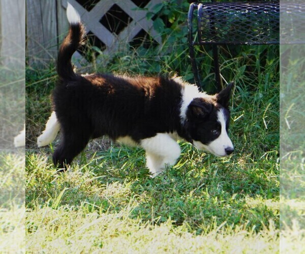 Medium Photo #1 Border Collie Puppy For Sale in DOUGLASS, KS, USA