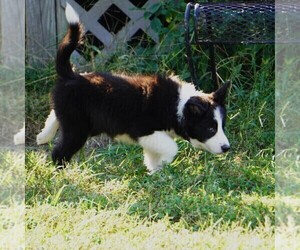 Border Collie Puppy for sale in DOUGLASS, KS, USA
