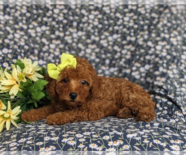 Medium Photo #5 Poodle (Toy) Puppy For Sale in PEACH BOTTOM, PA, USA