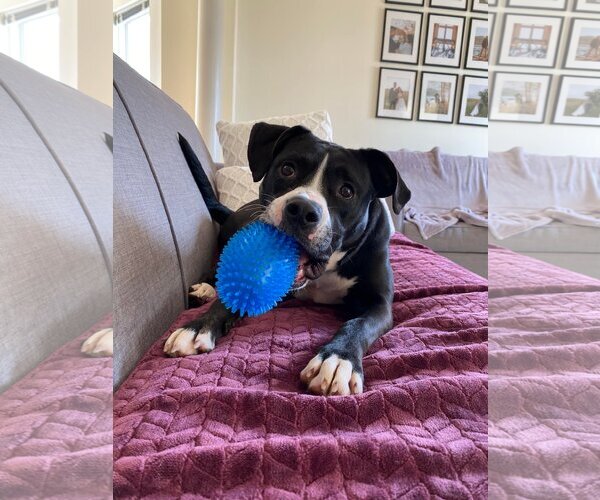 Medium Photo #1 Border Collie-Unknown Mix Puppy For Sale in Spotsylvania, VA, USA