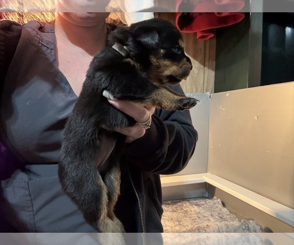 Medium Photo #24 Rottweiler Puppy For Sale in GREEN SPRINGS, OH, USA