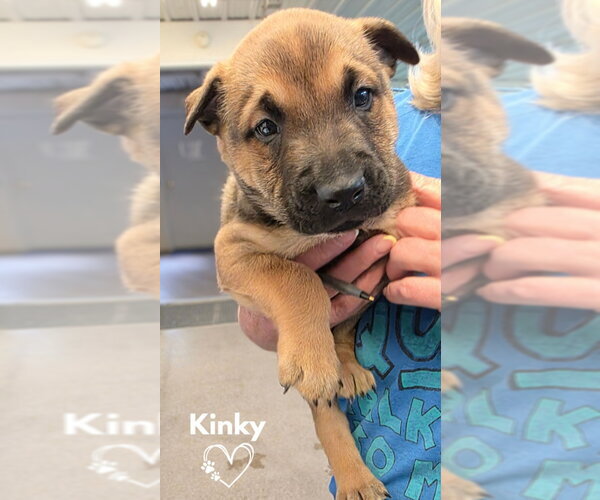 Medium Photo #3 American Pit Bull Terrier-German Shepherd Dog Mix Puppy For Sale in Monte Vista, CO, USA