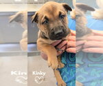 Small #2 American Pit Bull Terrier-German Shepherd Dog Mix