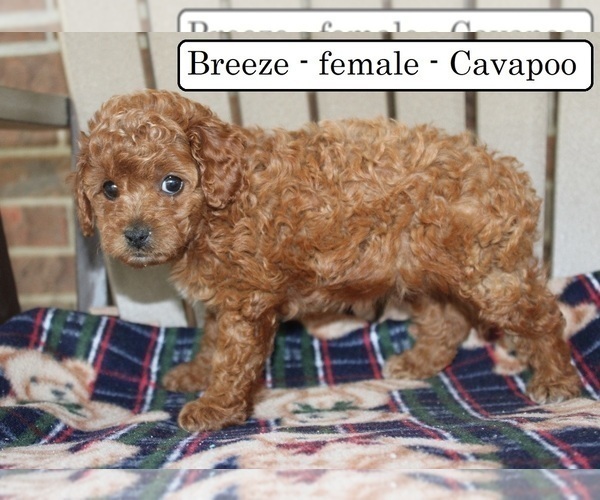 Medium Photo #6 Cavapoo Puppy For Sale in CLARKRANGE, TN, USA