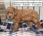 Small #5 Cavapoo