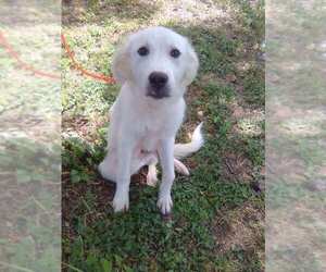 Jelly Pop - Female Great Pyrenees Dog for Adoption - Photo #4