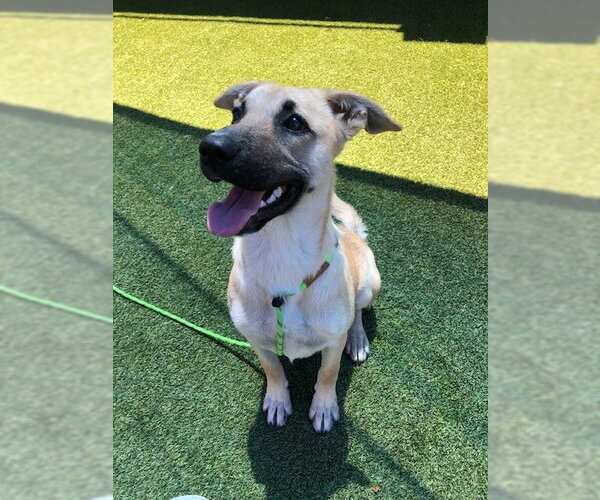 Medium Photo #2 German Shepherd Dog Puppy For Sale in Cupertino, CA, USA