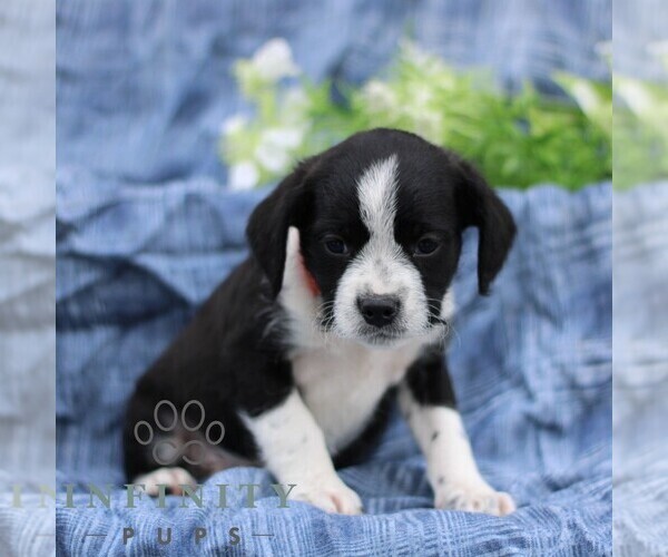 Medium Photo #1 Boston Terrier-Cock-A-Poo Mix Puppy For Sale in PORT ROYAL, PA, USA