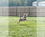 Small #6 Mutt