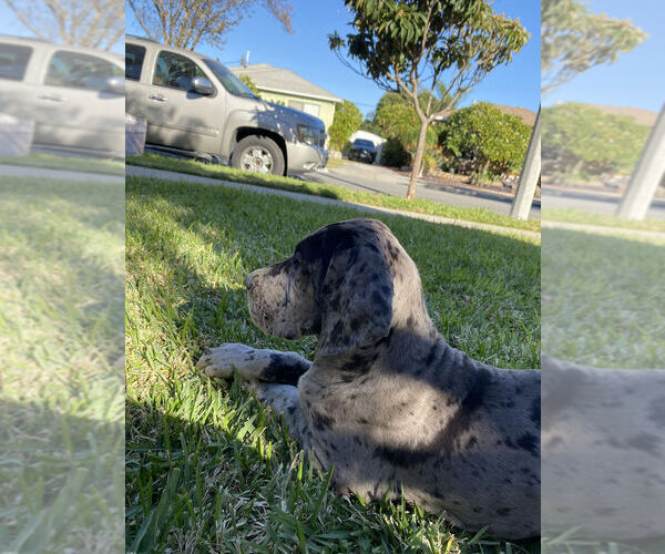Medium Photo #6 Great Dane Puppy For Sale in SOUTH GATE, CA, USA