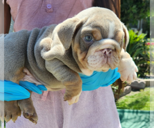 English Bulldog Puppy for sale in CHINO, CA, USA