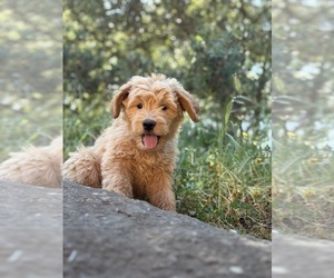 Goldendoodle Puppy for sale in VALLEY CENTER, CA, USA