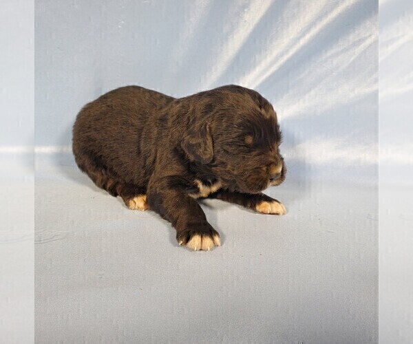 Medium Photo #11 Golden Mountain Dog Puppy For Sale in BLACK FOREST, CO, USA