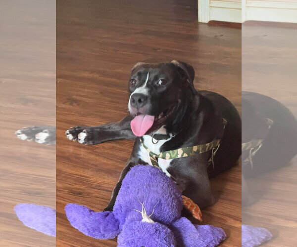 Medium Photo #1 Mutt Puppy For Sale in Spotsylvania, VA, USA