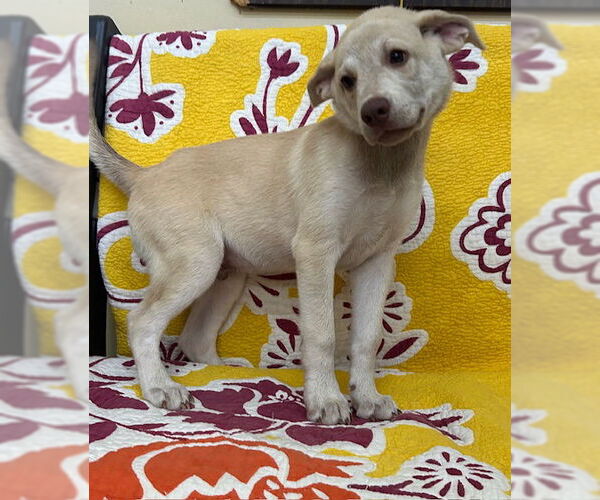 Medium Photo #1 Retriever -Unknown Mix Puppy For Sale in Wetumpka, AL, USA