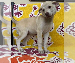 Medium Retriever  Mix