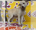 Small Retriever Mix