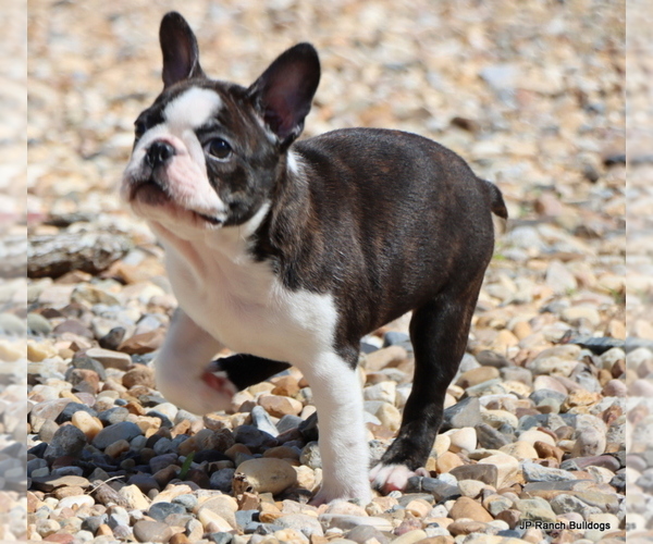 Medium Photo #3 Boston Terrier Puppy For Sale in WINNSBORO, TX, USA