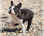 Small Photo #3 Boston Terrier Puppy For Sale in WINNSBORO, TX, USA