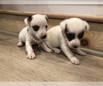 Small Photo #12 Jack Russell Terrier Puppy For Sale in MABLETON, GA, USA