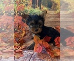 Image preview for Ad Listing. Nickname: Blue boy