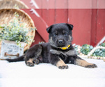 Small Photo #45 German Shepherd Dog Puppy For Sale in PARKESBURG, PA, USA