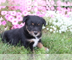 Small Photo #2 Poo-Shi Puppy For Sale in SHILOH, OH, USA