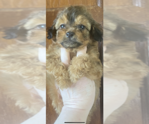Chiranian-Poodle (Toy) Mix Dog for Adoption in VENETA, Oregon USA